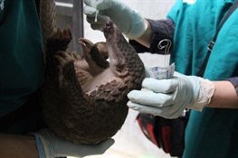 Study Confirms SARS-CoV-2 Related Coronaviruses  in Trade-Confiscated Pangolins in Viet Nam  